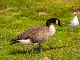 CANADA GOOSE - BRANTA CANADENSIS