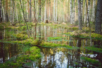 Scenic wild swamp in forest