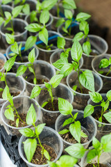 Pepper seedlings growing