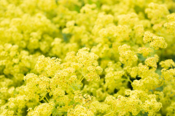 Flower Alchemilla microdata