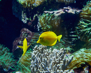 Naklejka na ściany i meble tropical yellow tang fish in aquarium