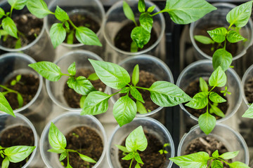 Pepper seedlings growing