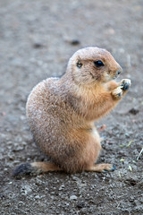 Schwarzschwanz-Präriehund (Cynomys ludovicianus) Black-tailed Prairie dog