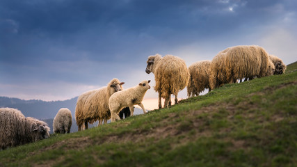 Obraz premium Sheep grazing on hills on a quiet sunset