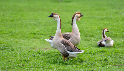 Naklejka na ściany i meble Domestic Chinese geese. Earth tone Colourful big birds on a hobby farm in Ontario, Canada. Long necked, domesticated Chinese geese in their habitat of ponds and meadows.