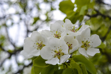 цветение дерева груши