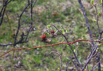 Dry berries after winter