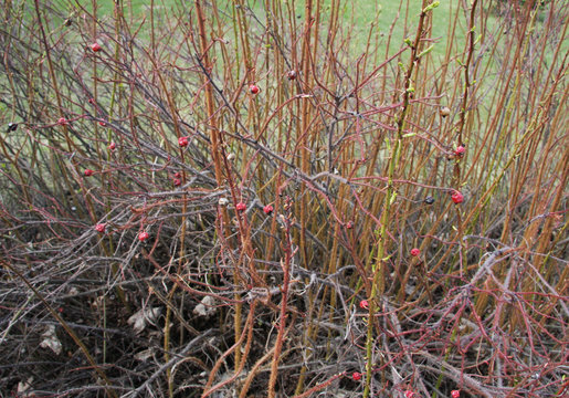 Dry wood with fresh buds 1