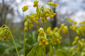 Весенние цветы