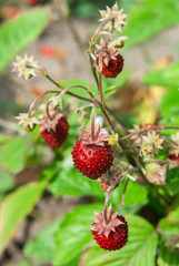 Forest Strawberry