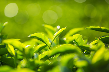 Green tea bud and fresh leaves.