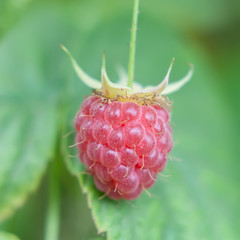 A Ripe Raspberry