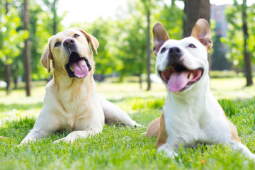 Two happy buddies 