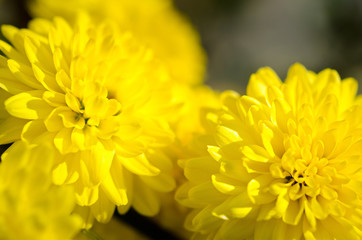 Fototapeta premium yellow Chrysanthemum flowers