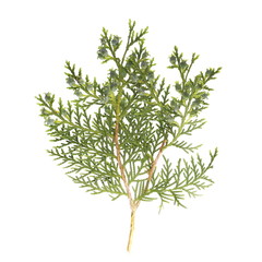 conifer tree branch isolated on white