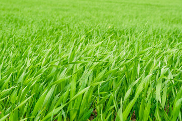 The field of young wheat. Background green grass.