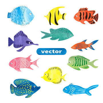 Fish set. Collection of colorful watercolor sea fish isolated on white background. Vector illustration. 