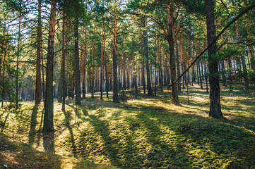 Mountain forest landscape in summer - pines, Russia, Ural
