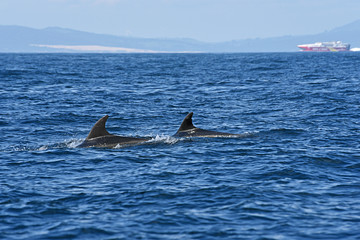 Fototapeta premium bottlenose dolphin. Picture taken from whale watching cruise in Strait of Gibraltar