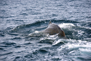 Sperm Whale. Picture taken from whale watching cruise in Strait of Gibraltar