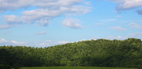 Long Tree Line on a Hill