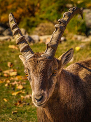 CAPRA ALPINE IBEX