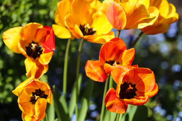 Obraz premium frühling