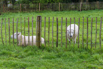 Sheep behind a wooden fence