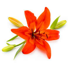 Lily flower with buds isolated on a white background.
