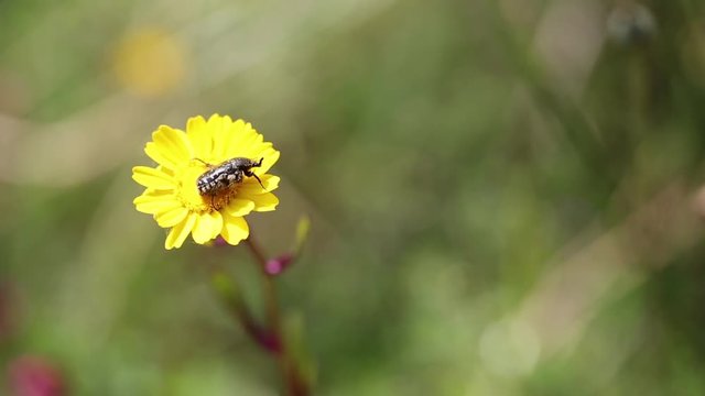 scarab beetle on a yellow daisy in nature