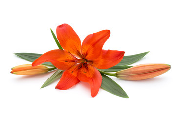 Lily flower with buds isolated on a white background.