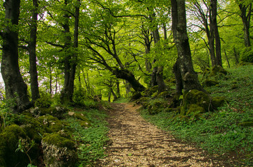 Secret pathway on the wood