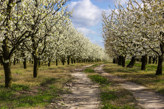 Alley flowering fruit trees in an orchard in spring