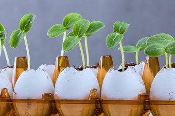 Cucumber sprouts in an eggshell.