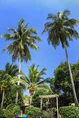 Fototapeta premium Palm trees, low angle view against blue sky.