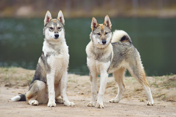 Two young West Siberian Laika dogs outdoors near the water