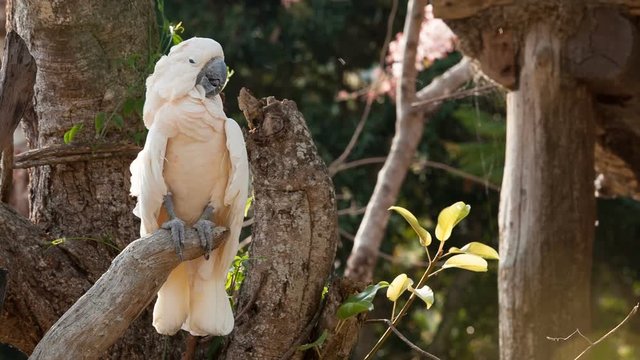 Parrot on the tree