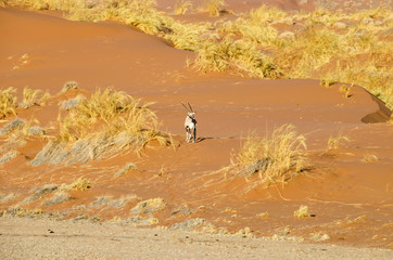 Oryx walking through the dunes in the Namib desert.