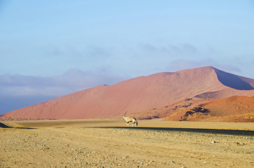 Fototapeta na wymiar Oryx walking through the Namib desert.