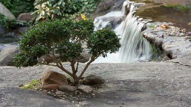 Japanese Garden  and river flows