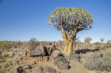 Fototapeta na wymiar Quiver tree ( Aloe dichotoma) in the Quiver Tree Forest, north of Keetmanshoop, in Namibia.
