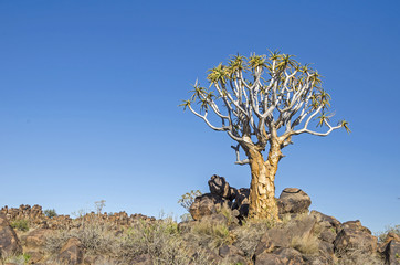 Quiver tree ( Aloe dichotoma) in the Quiver Tree Forest, north of Keetmanshoop, in Namibia.
