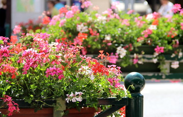 Blumenschmuck-Geranien