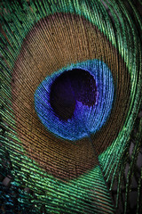 Obraz premium Peacock feathers