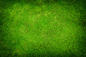 green grass