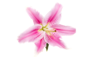 Kwiat © piotrszczepanek