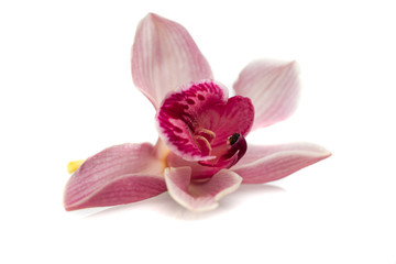 Storczyk © piotrszczepanek