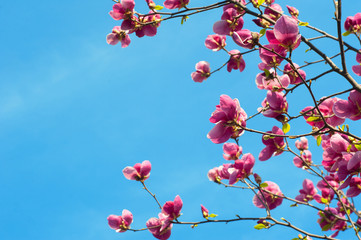 image of blossoming magnolia flowers in spring time