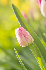 a pink tulip flower / tulip flower greeting card with smooth fresh and sunny background