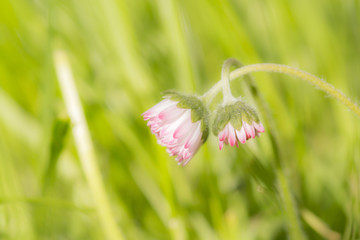 two tender flowers fell in love on smooth green background